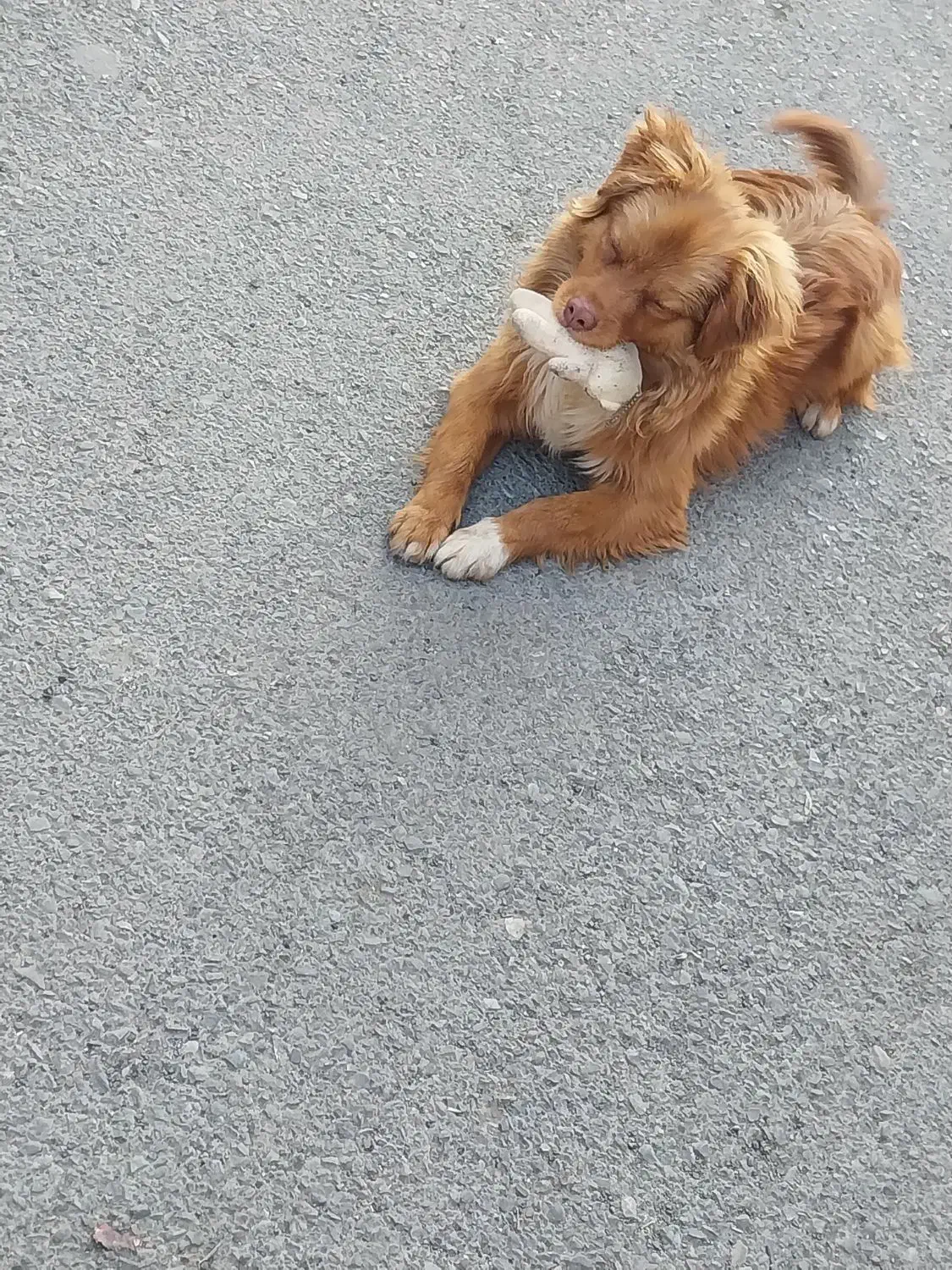 سگ پامر خرسی|سگ|کرج, احدآباد|دیوار