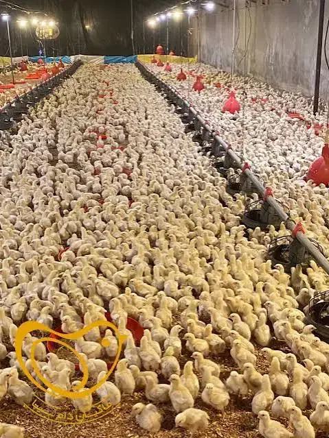 تلفات مرغ گوشتی تازه|حیوانات مزرعه|باغ حلی, |دیوار