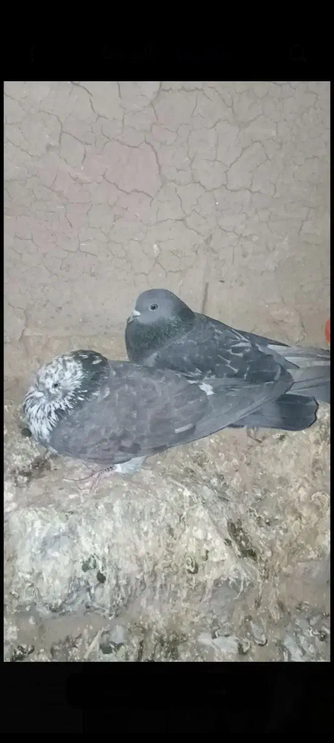 کبوتر|پرنده|هلالی, |دیوار