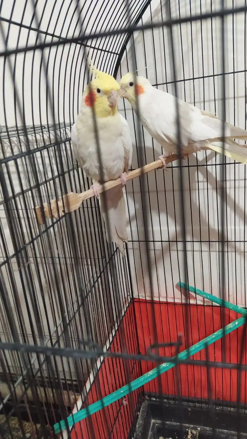 عروس هلندی|پرنده|کبودرآهنگ, |دیوار