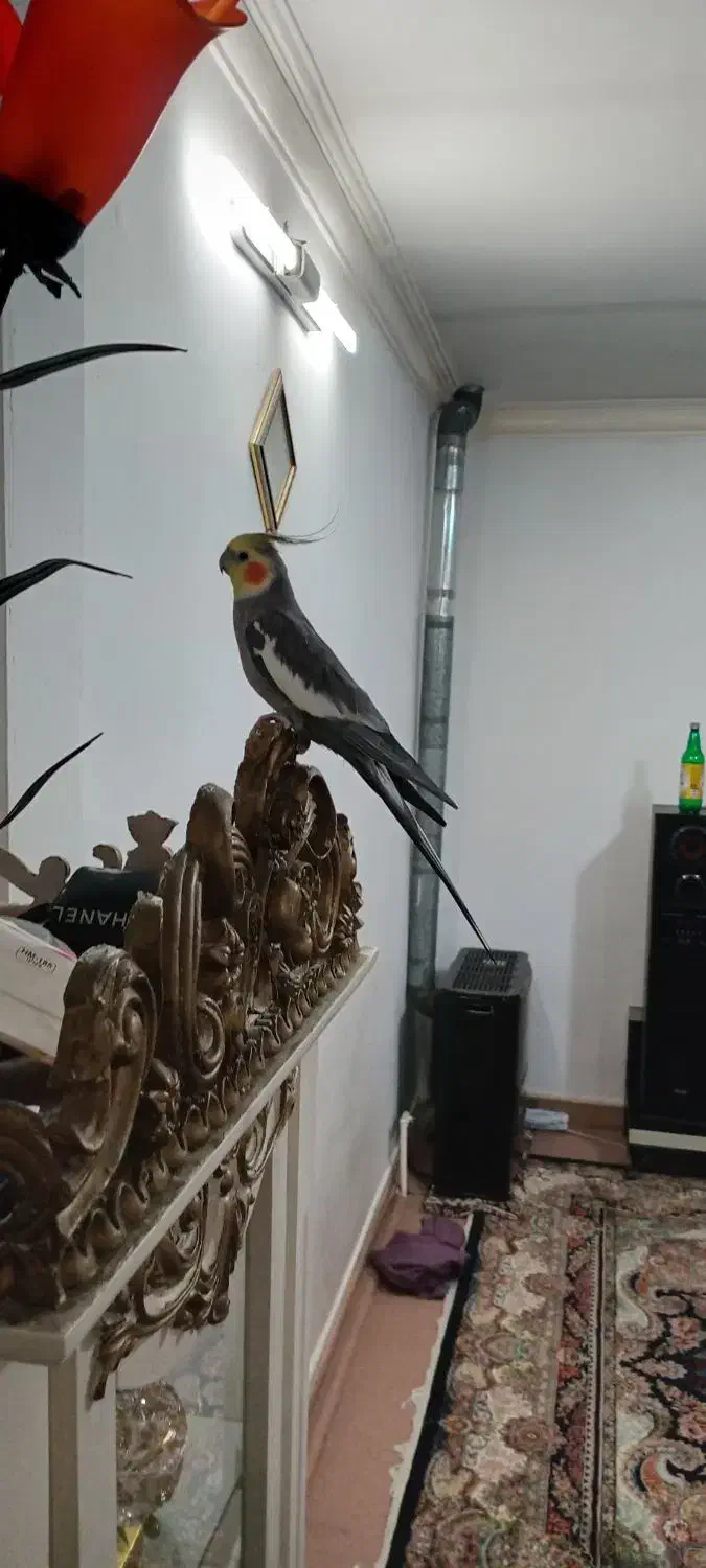 عروس هلندی نر سینامون آهویی سخنگو|پرنده|قرچک, مهدیه|دیوار