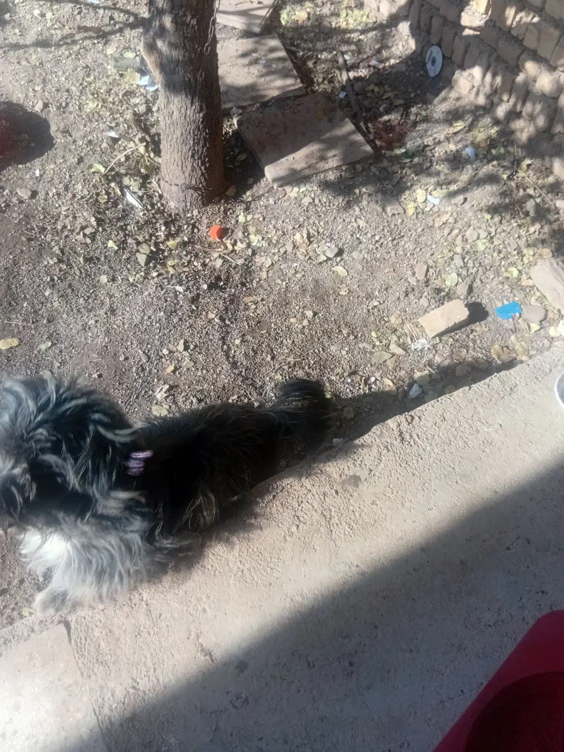 سگ پشمالو یا پا گوتاه|سگ|بوئین زهرا, |دیوار