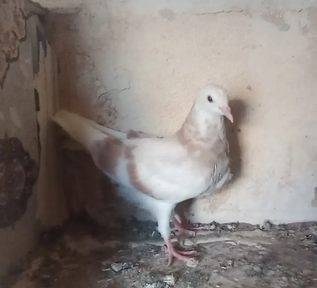 جوجه شازده زرد|پرنده|قم, صفاشهر|دیوار