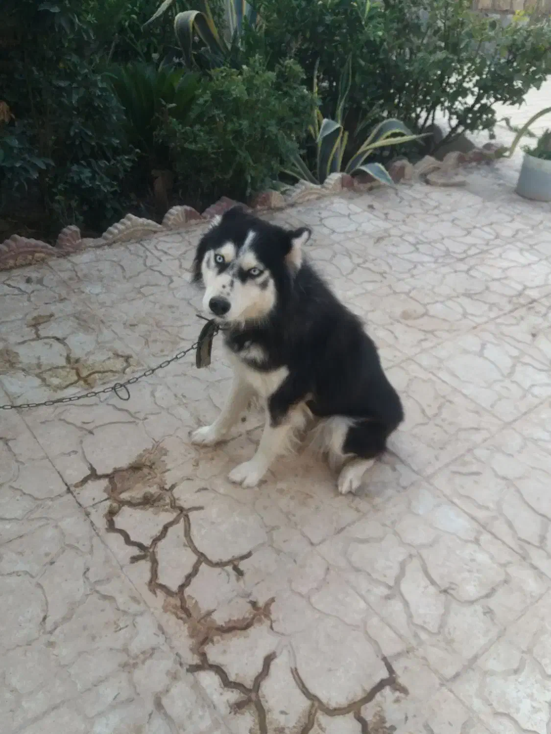 هاسکی ماده چشم یخی زیبا|سگ|مرزنآباد, |دیوار