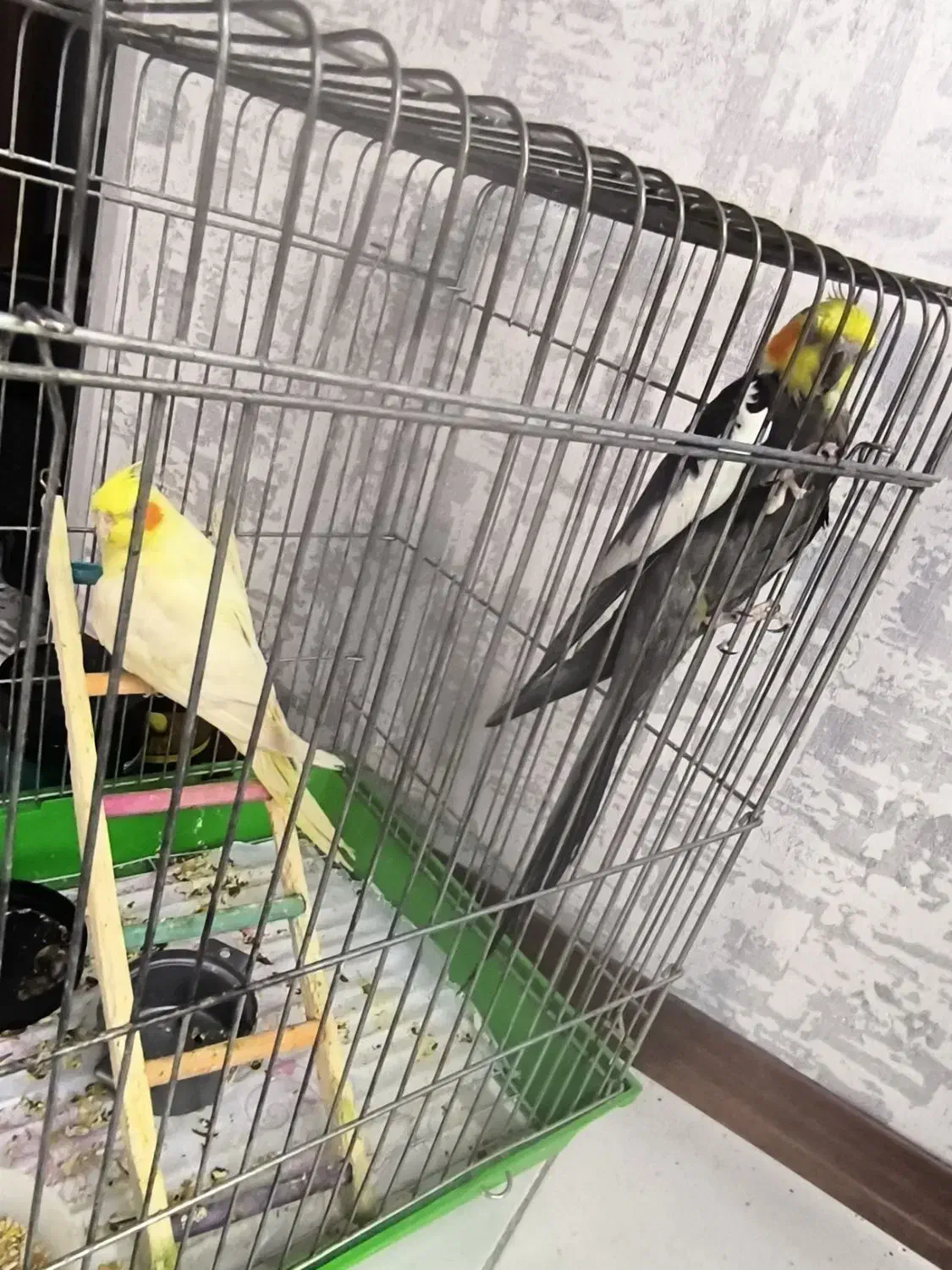 عروس هلندی|پرنده|پردیس, فاز ۸|دیوار