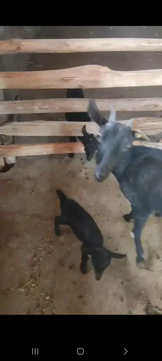 بز آبستن و بچه دار خارجی|حیوانات مزرعه|چاراویماق, |دیوار