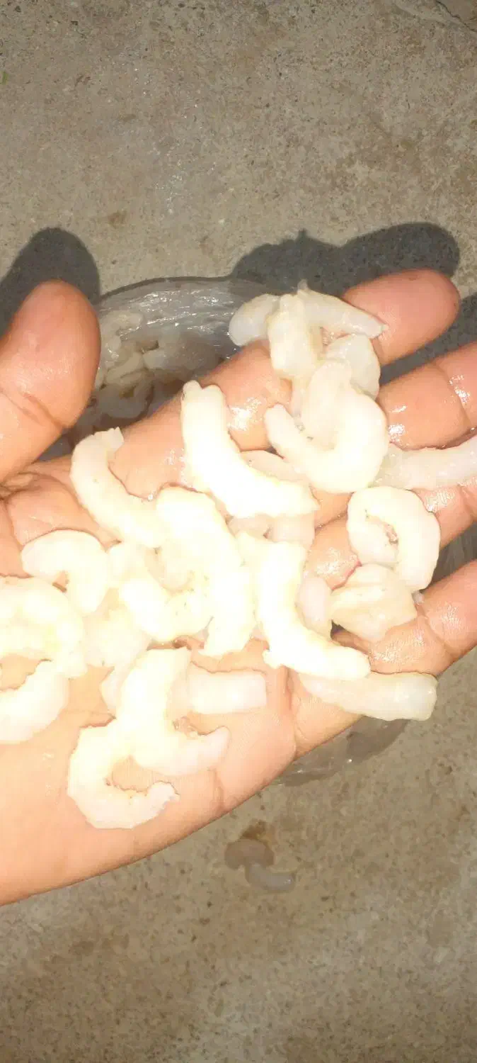 میگو سرتیز بزرگ|خوردنی و آشامیدنی|قشم, |دیوار