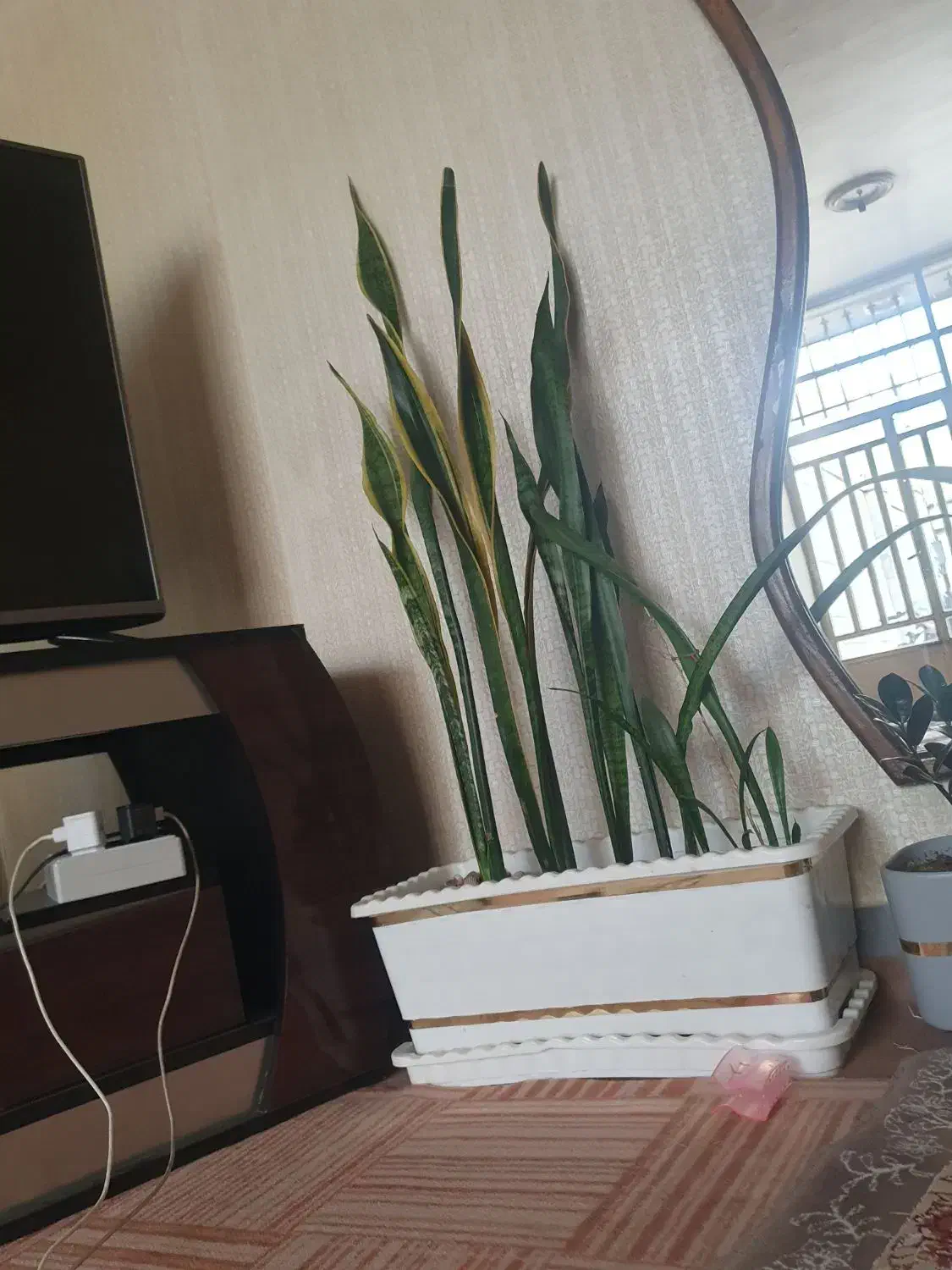 سانسوریازیباوبلندابلغ وسبز|گل و گیاه طبیعی|کرمانشاه, |دیوار