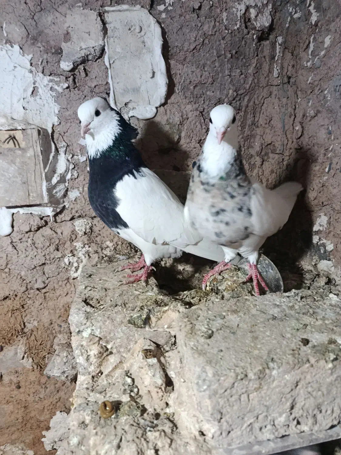 چند تاکبوتر|پرنده|نیشابور, فضل|دیوار