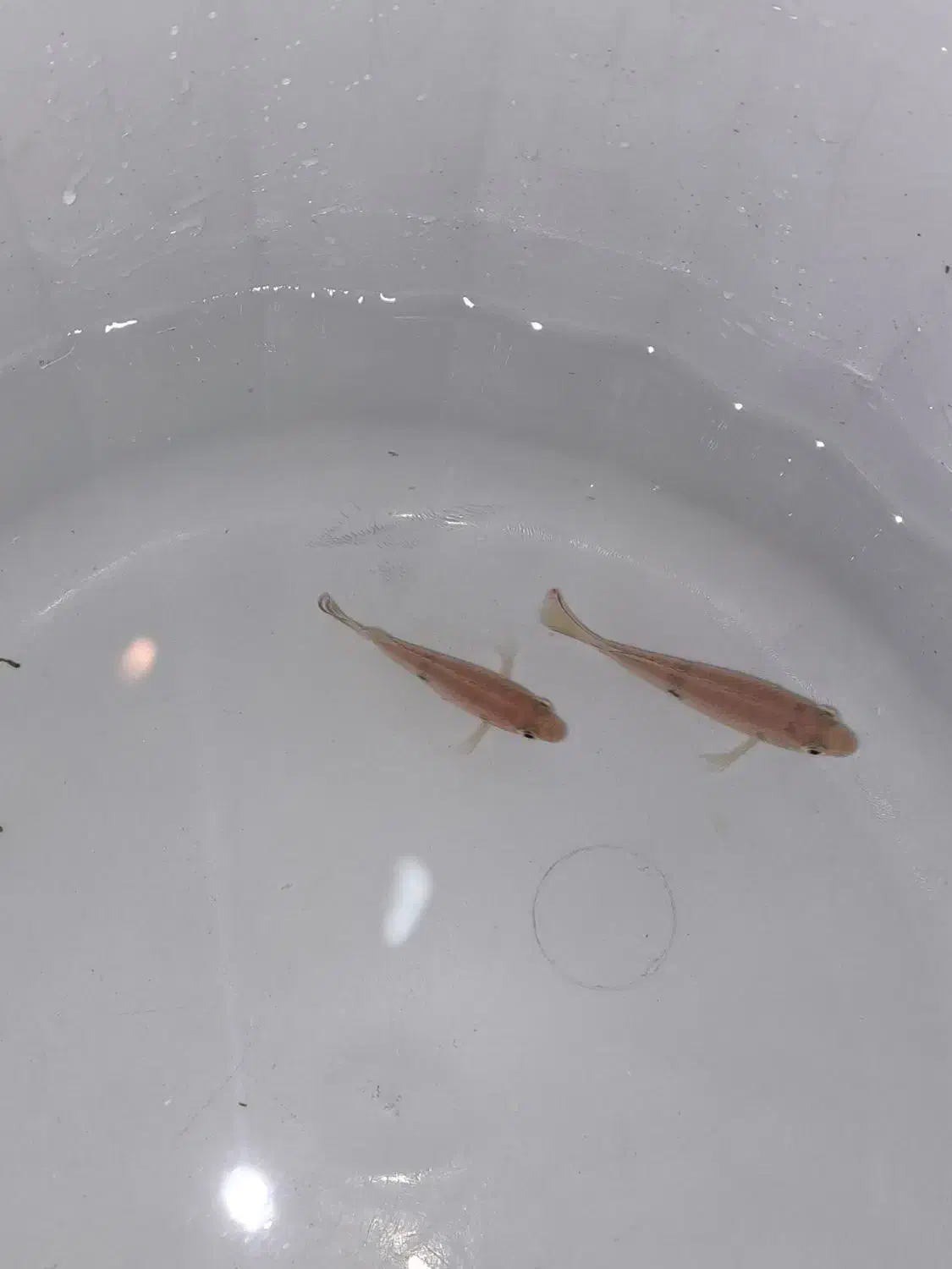 ماهی گوشتخوار جوئل|ماهی|شیراز, حافظیه|دیوار