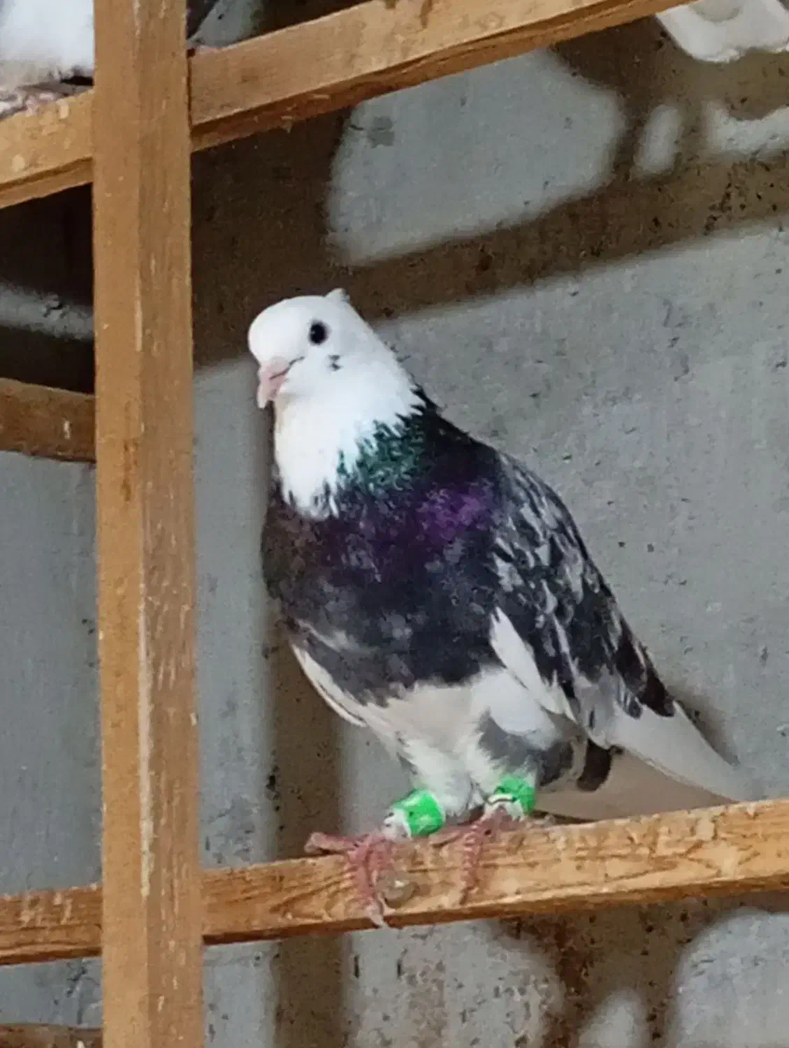 سلام فروش کفتر|پرنده|قشم, |دیوار