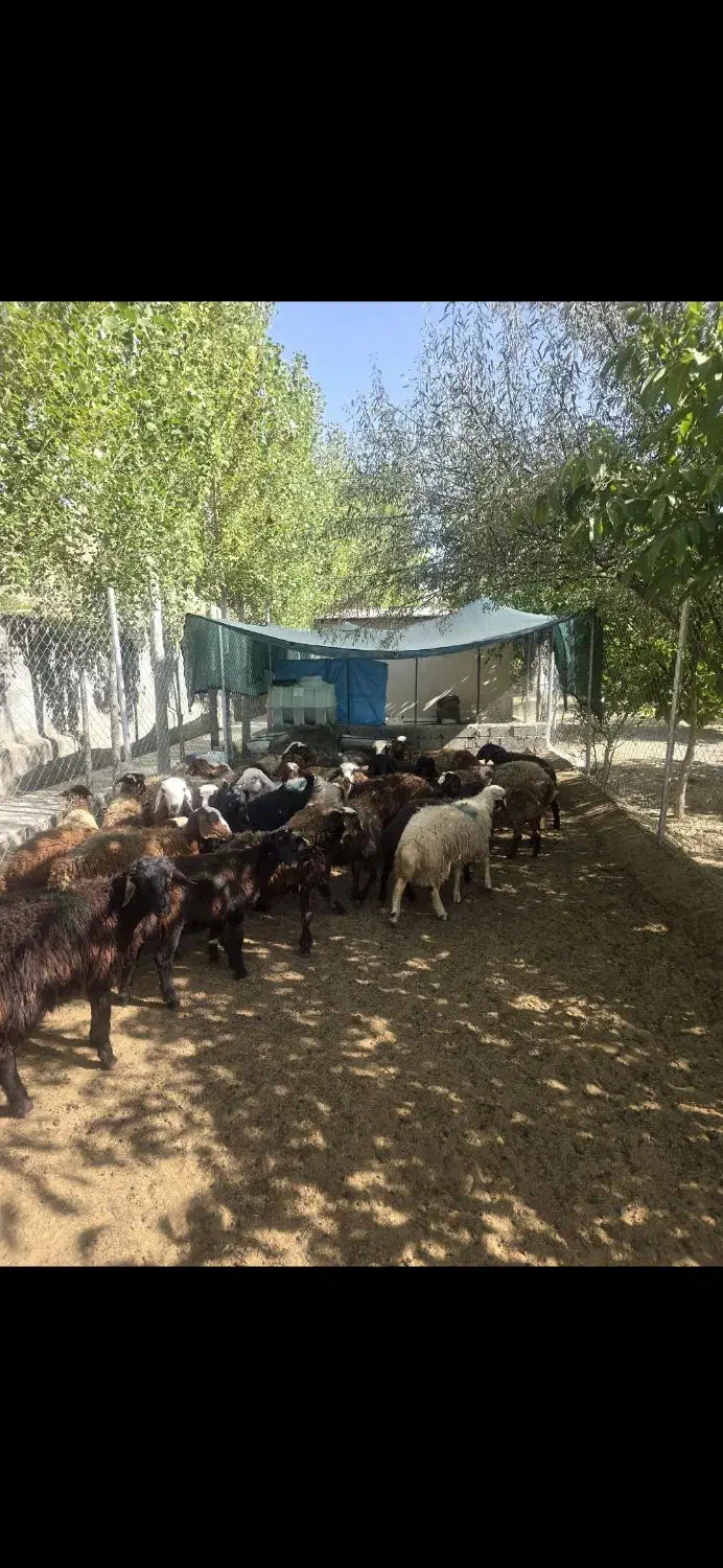 فروش گوسفند ، بره نر و ماده فیروزکوه|حیوانات مزرعه|فیروزکوه, |دیوار