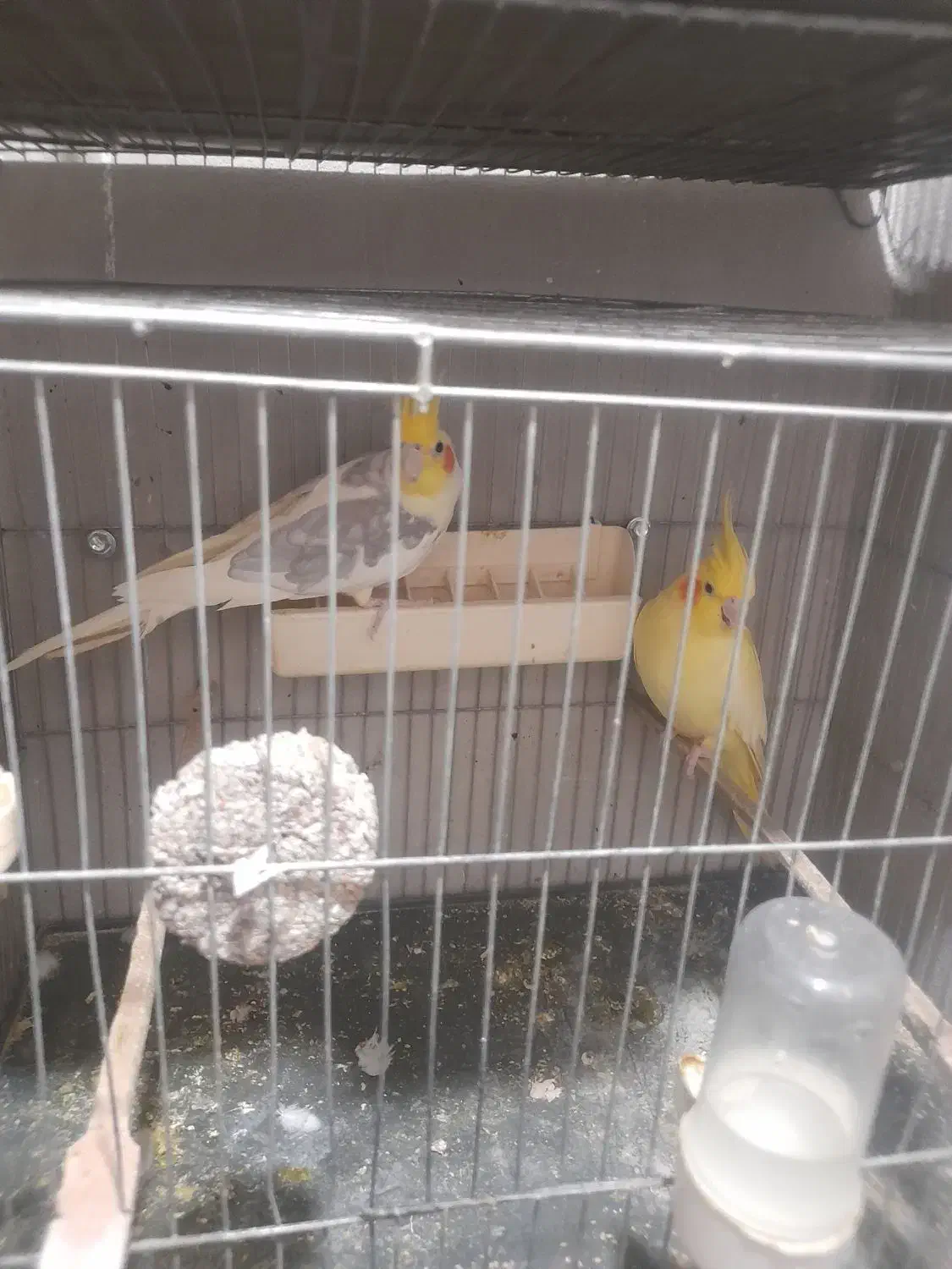 عروس هلندی مولد|پرنده|قائم‌شهر, |دیوار