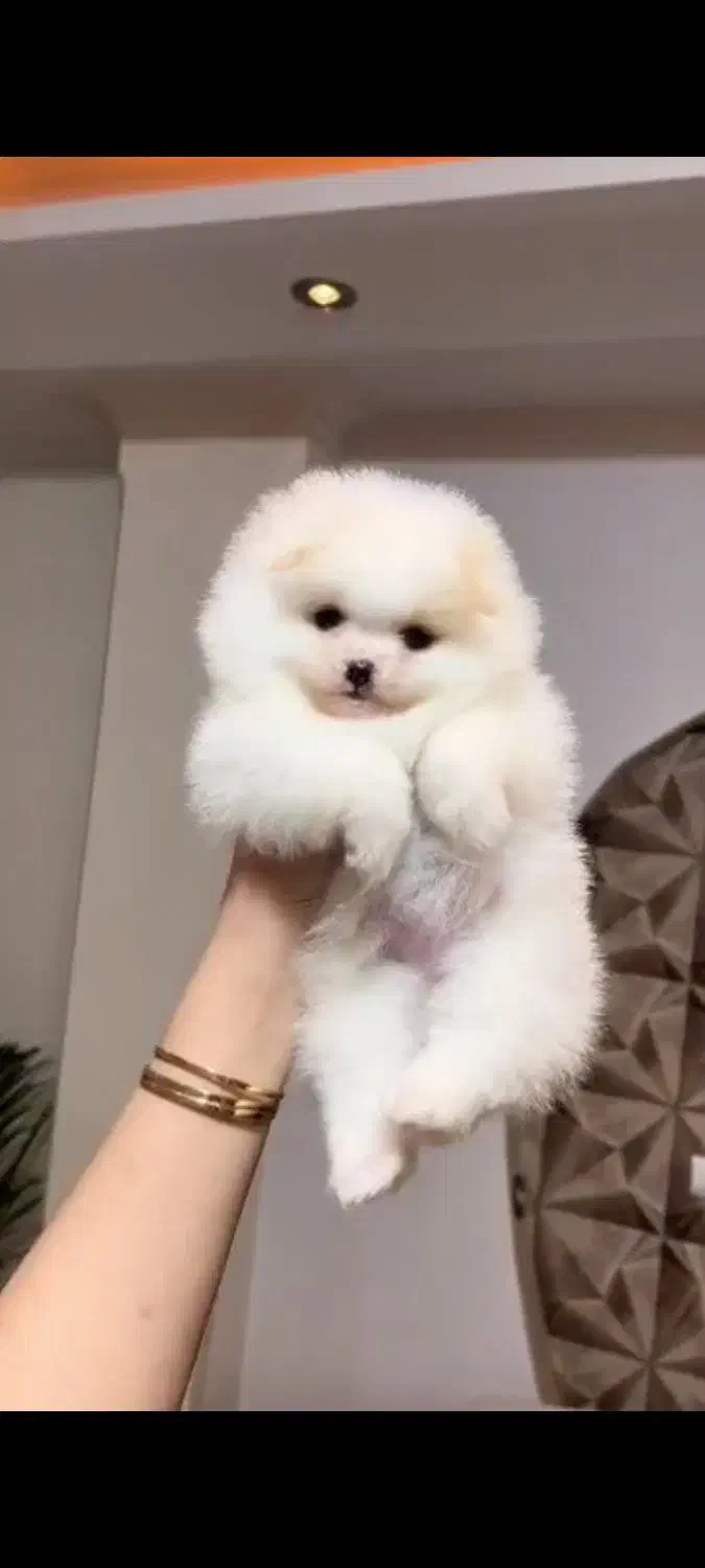 پامر خرسی فول کیفیت|سگ|رشت, دیانتی|دیوار