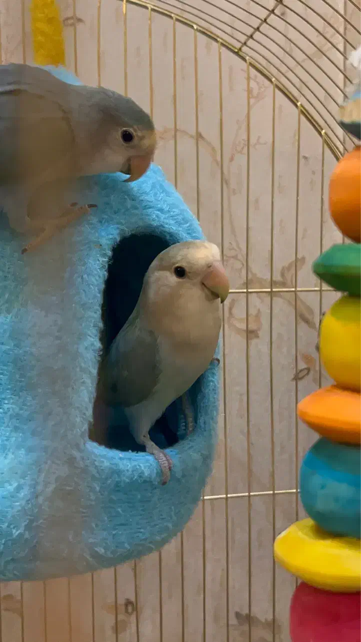 پرنده کوتوله برزیلی جفت|پرنده|مشهد, آزادشهر|دیوار