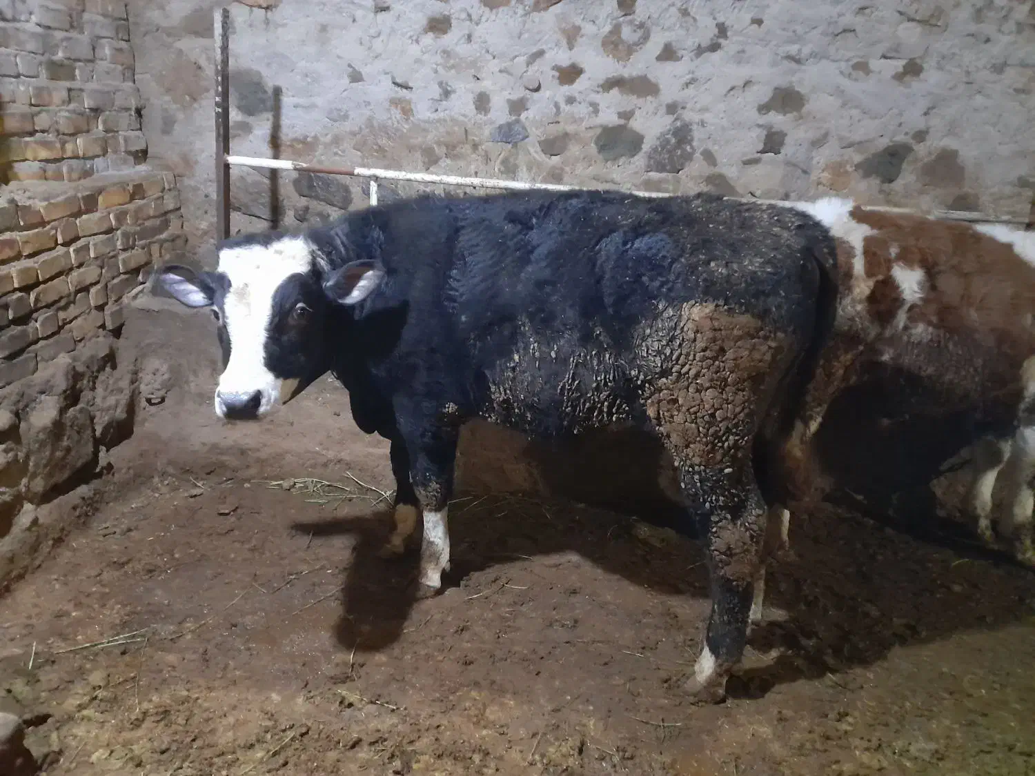 گوساله|حیوانات مزرعه|ایجرود, |دیوار