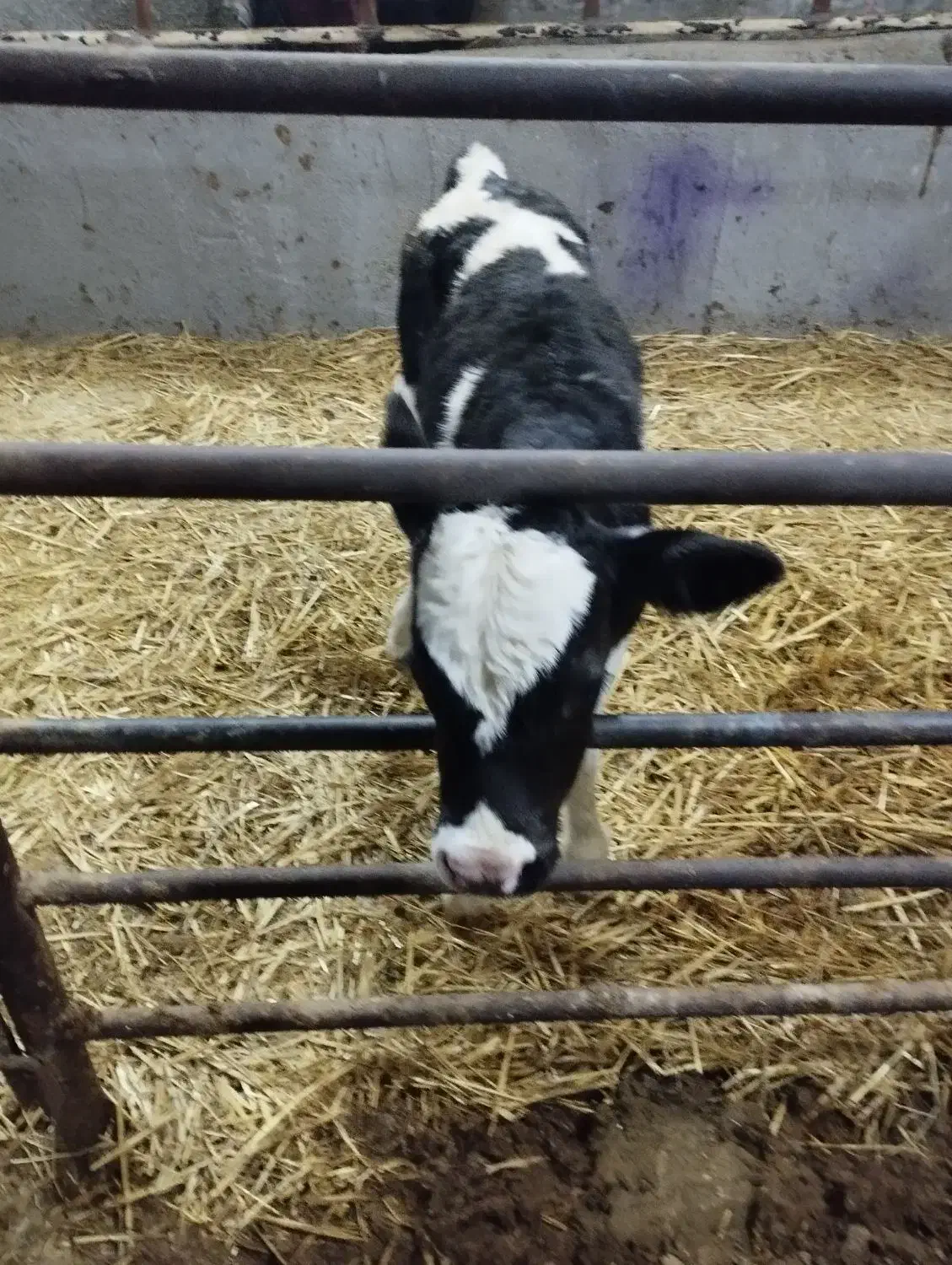 گوساله ماده ده روزه|حیوانات مزرعه|لالجین, |دیوار