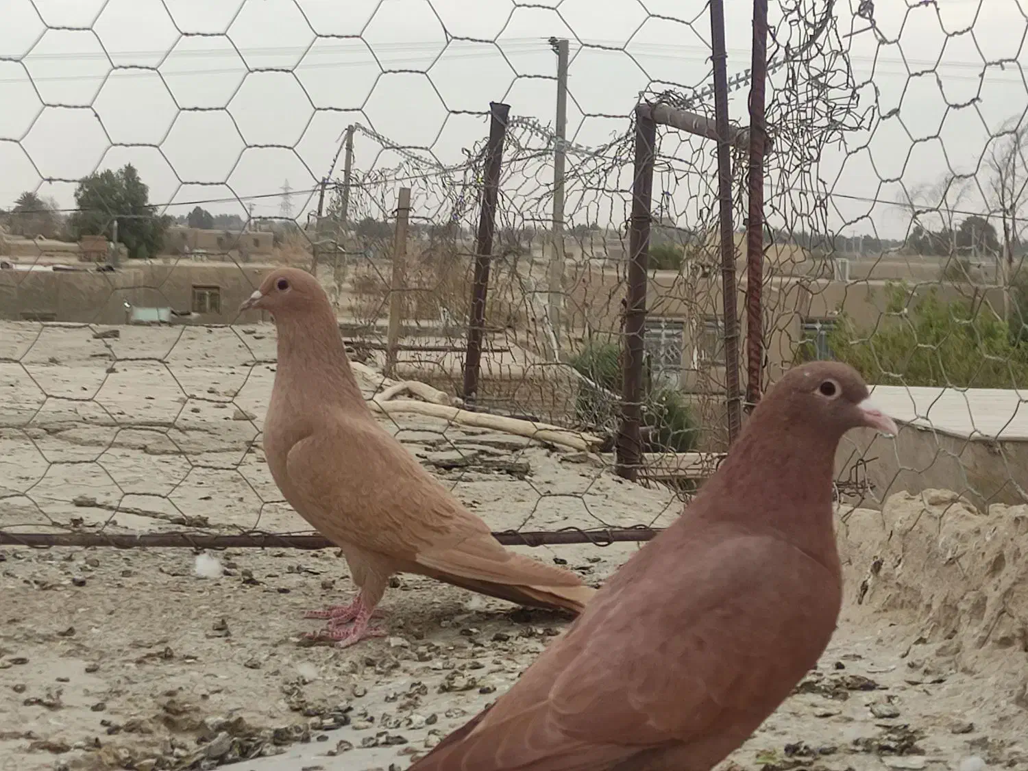 نر وماده زرد وسرخ کرمانی باماده زاغ کرمانی|پرنده|جزنیک, |دیوار