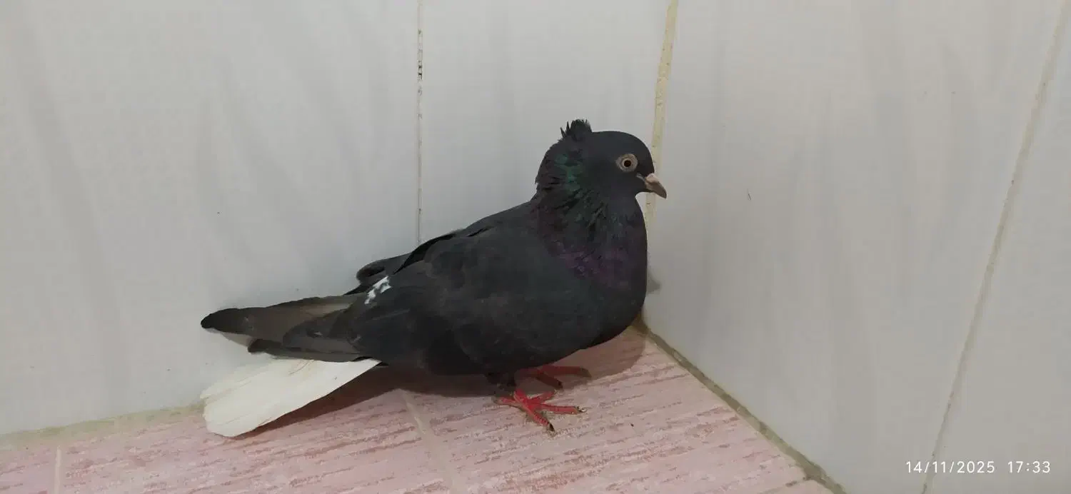 کبوتر دمسفید|پرنده|مرودشت, مجد آباد|دیوار