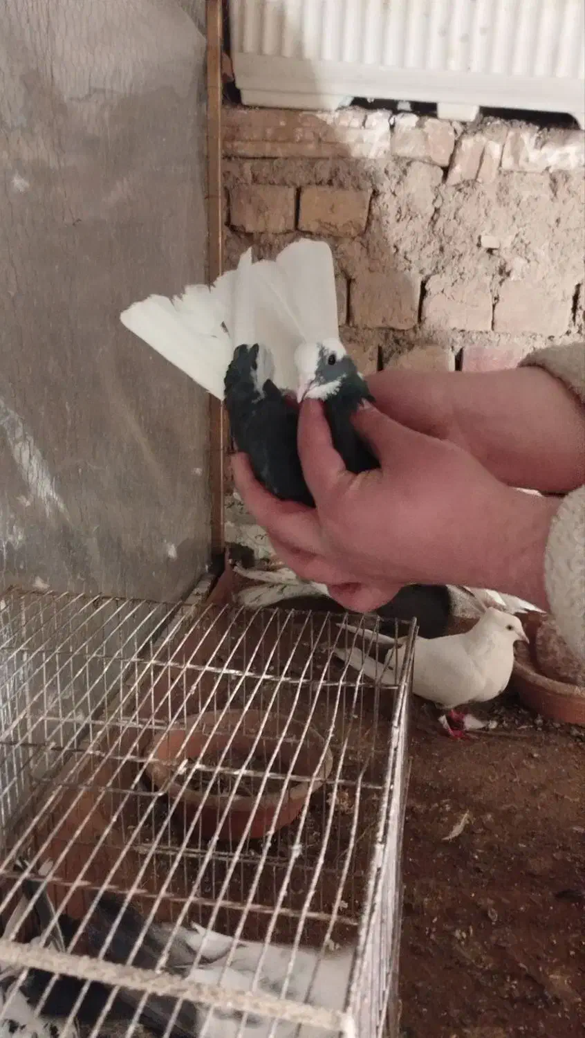 کفتر یا کبوتر|حیوانات|قم, ولیعصر|دیوار