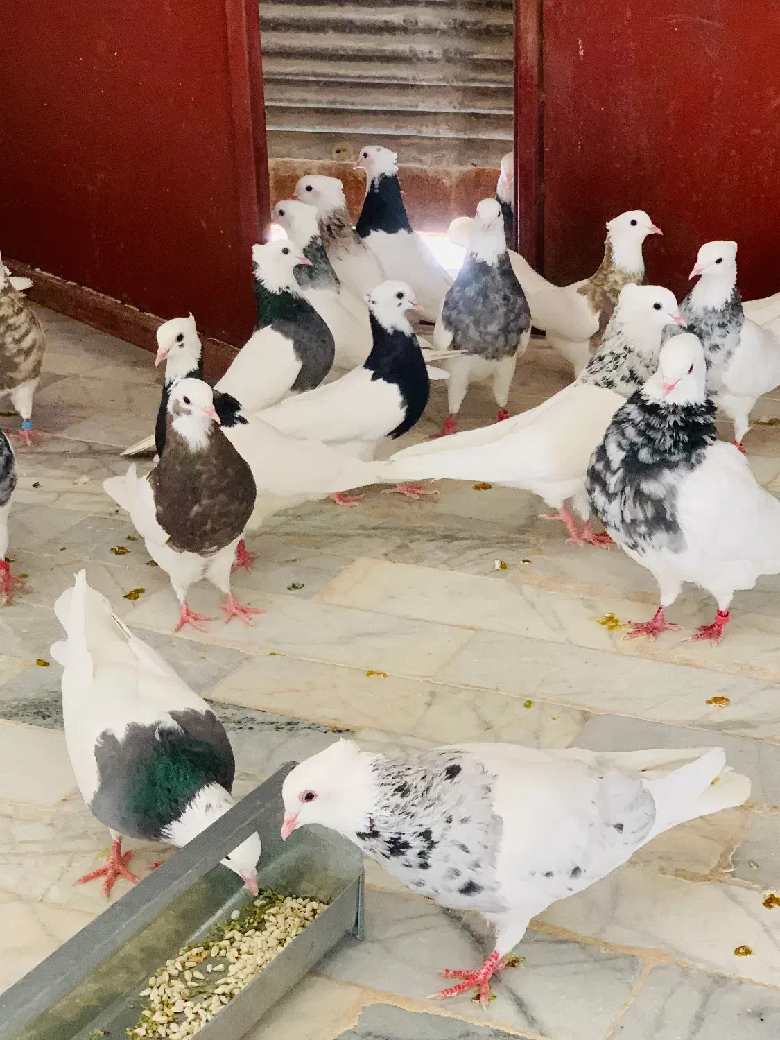 طوقی|پرنده|شیبکوه (فارس), |دیوار