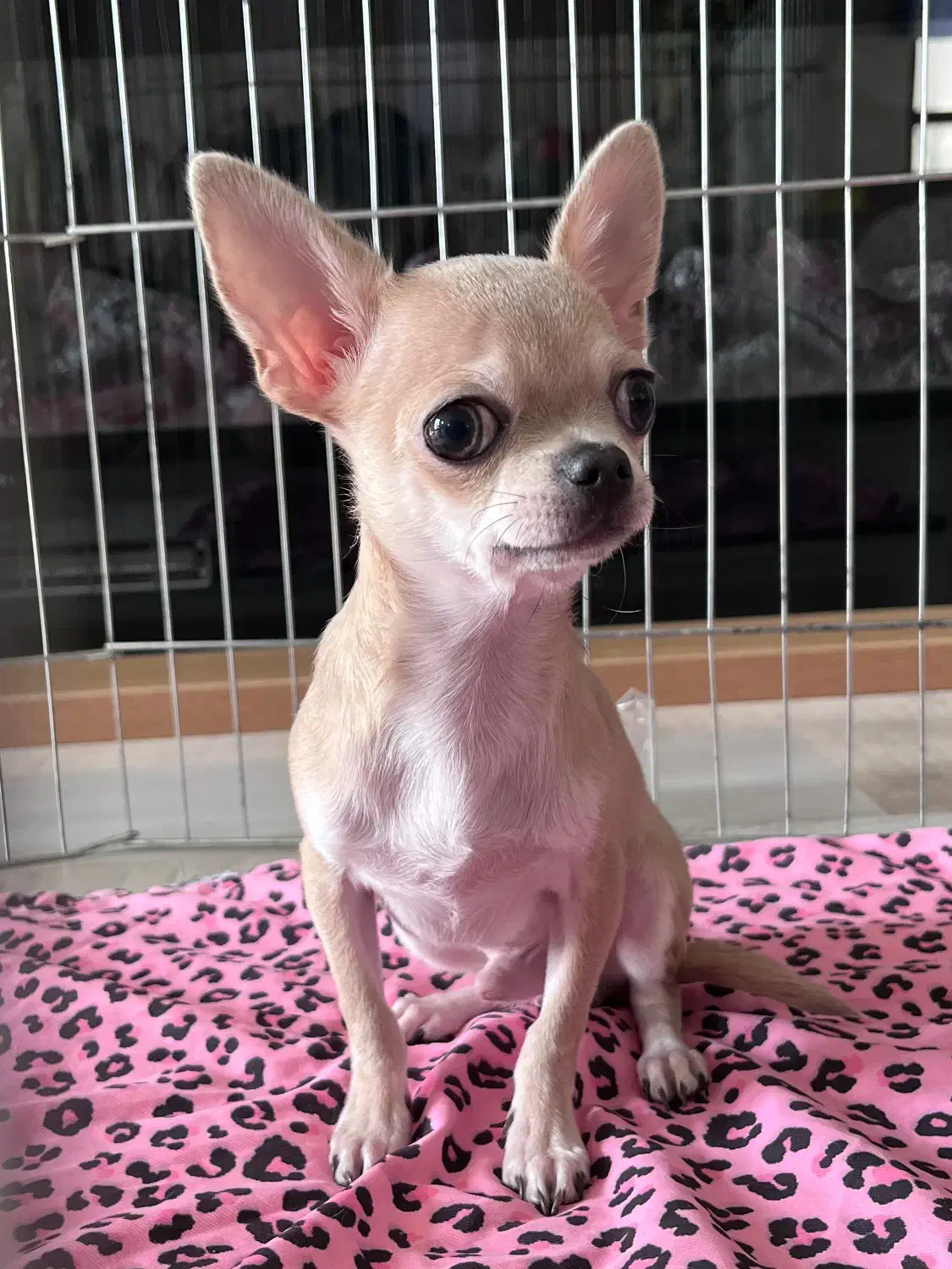 شیهواهوا اصیل|سگ|تهران, پردیسان|دیوار