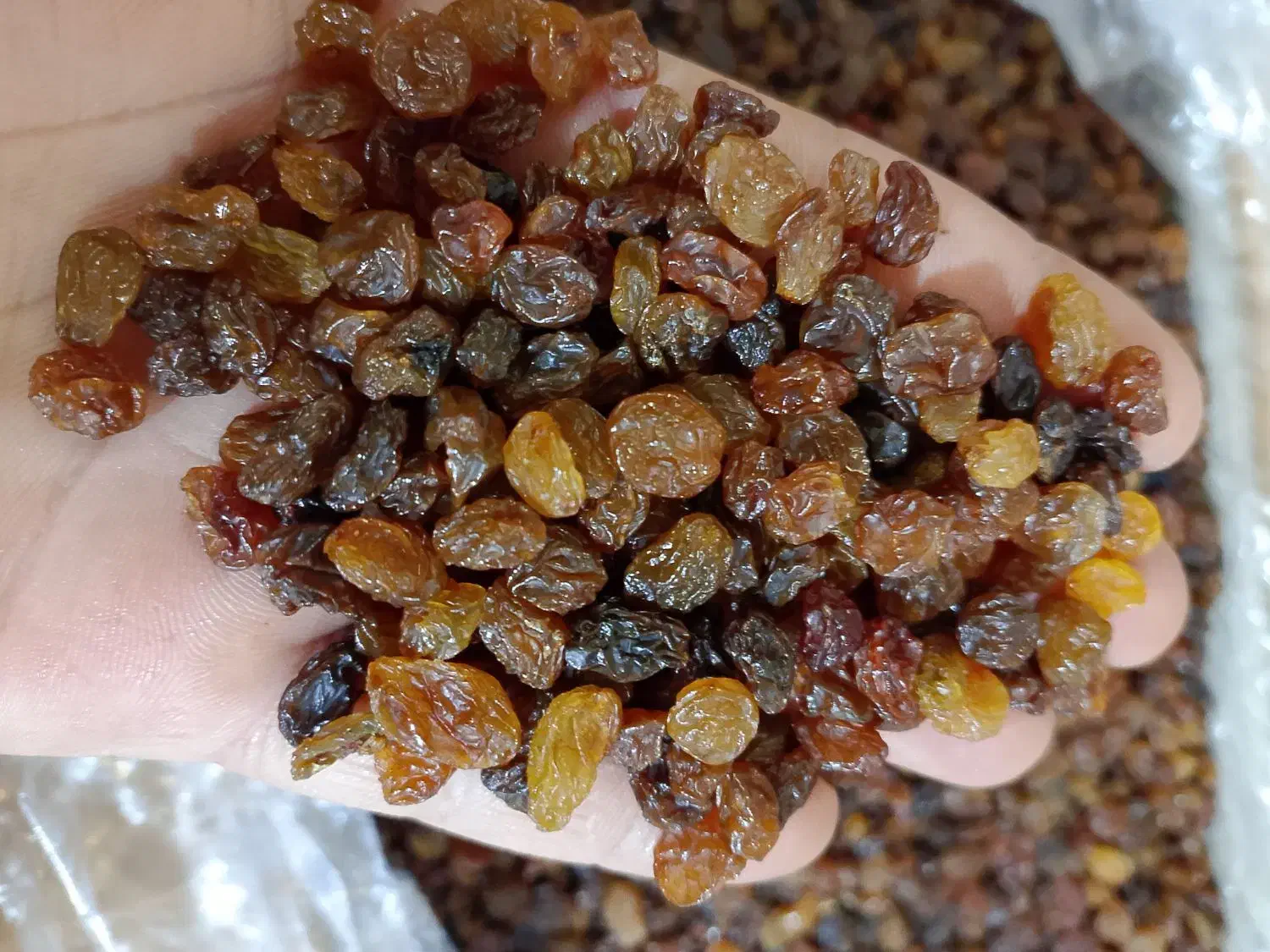 کشمش پلویی مطهر|خوردنی و آشامیدنی|قم, حاج زینل|دیوار