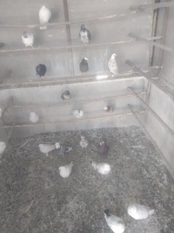 ۲۰تا گرفتنی|پرنده|تهران, آهنگ|دیوار