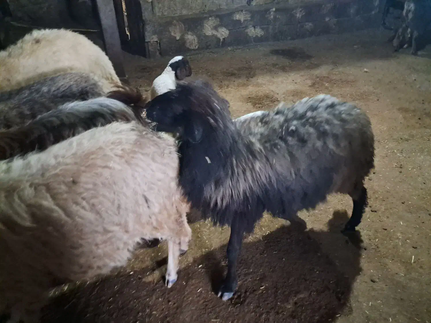 حیوان دوکتی|حیوانات مزرعه|جوانرود, |دیوار