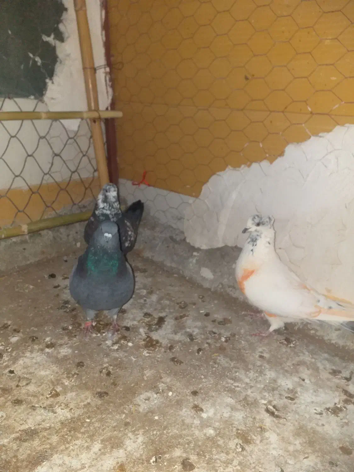 سه عدد کبوتر|پرنده|آبدانان, |دیوار