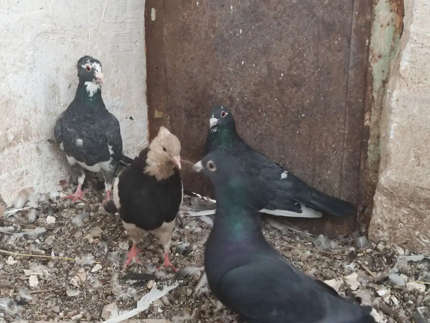 سیا پلنگ.  طوقی . کلاغ|پرنده|کشکوئیه, |دیوار