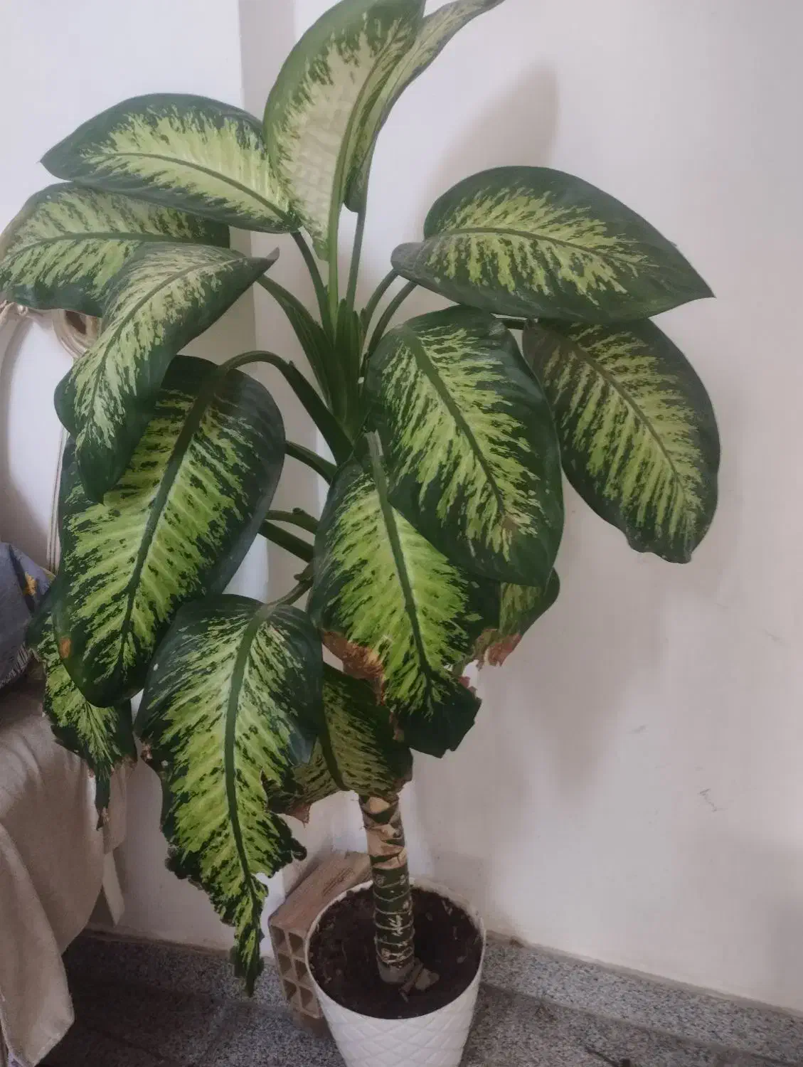 گل خوشگل خوشبو|گل و گیاه طبیعی|تبریز, |دیوار