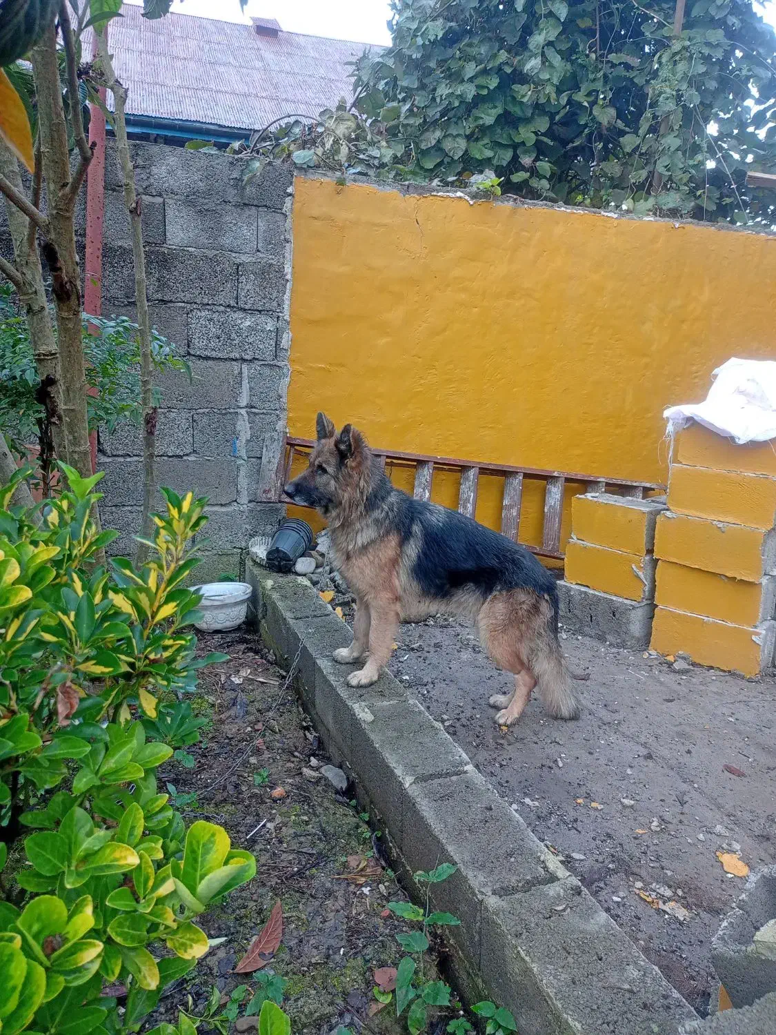 سگ ژرمن شپرد|سگ|کلاچای, |دیوار