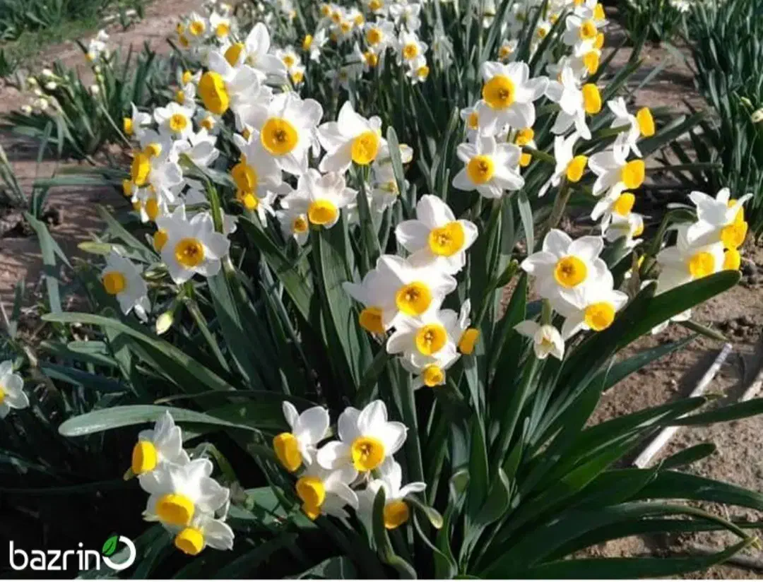 گل نرگس|گل و گیاه طبیعی|ایلام, |دیوار