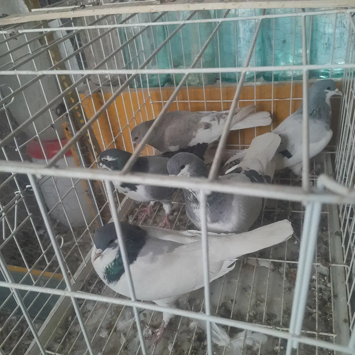 فروش ۱۵۰ تا کبوتر (باهم یا تک)|پرنده|کازرون, |دیوار