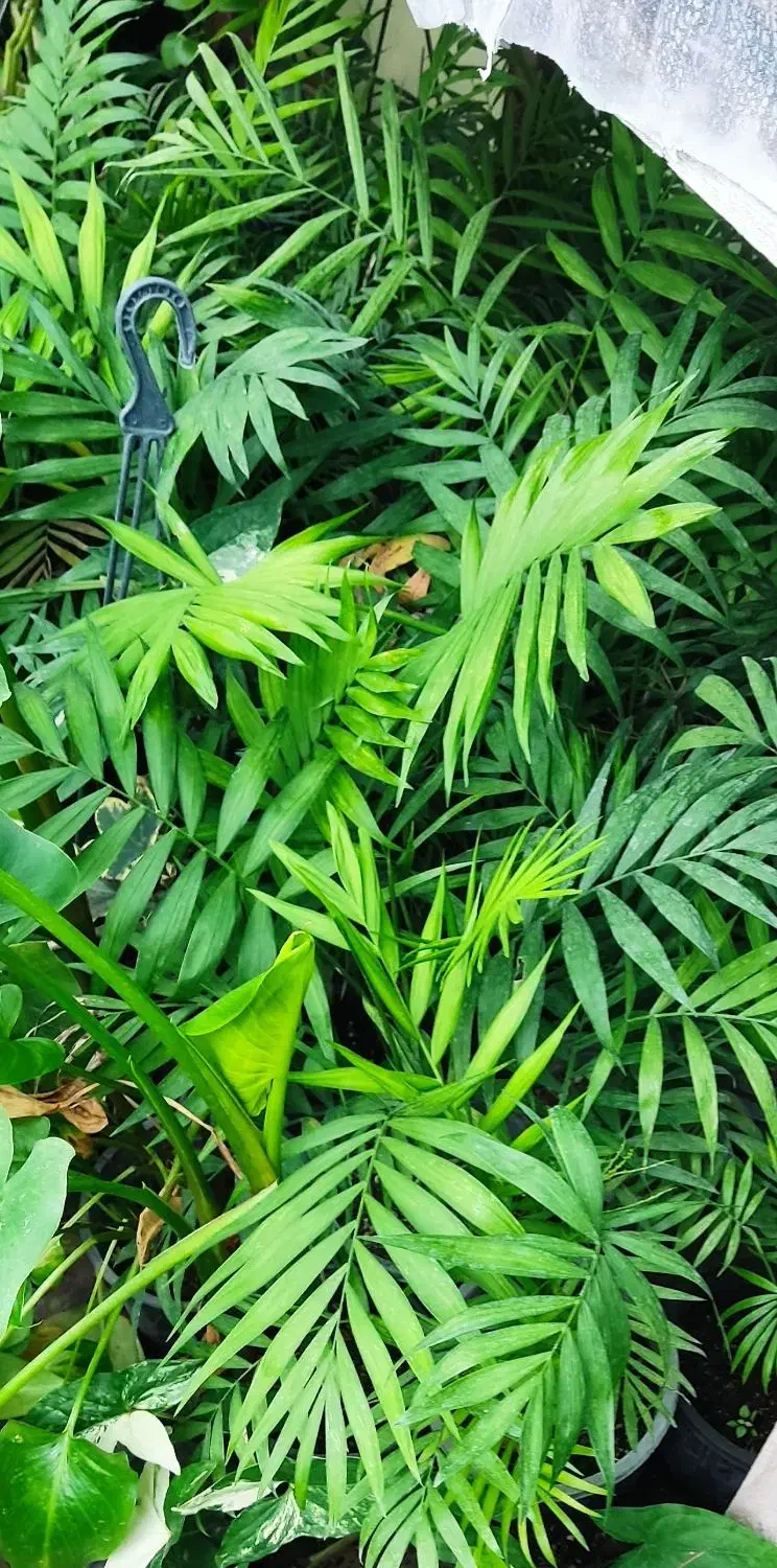 گلکده مریم|گل و گیاه طبیعی|خمام, |دیوار