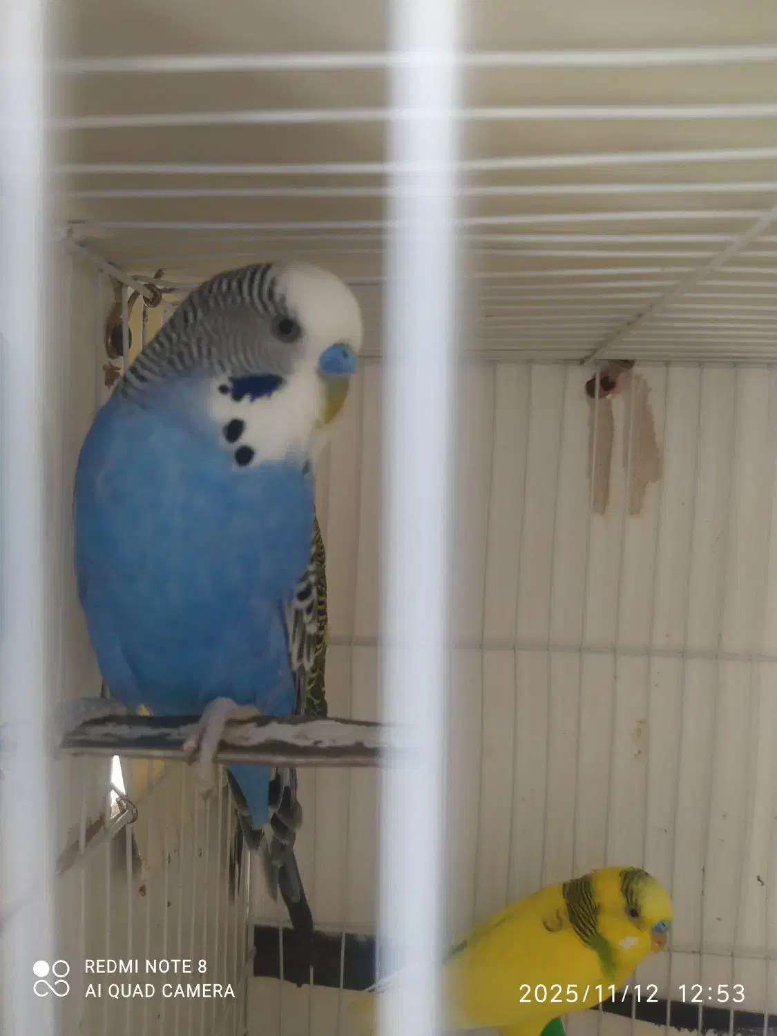 مرغ عشق انگلسی جفتی 400|پرنده|تربت جام, یحیی آباد|دیوار