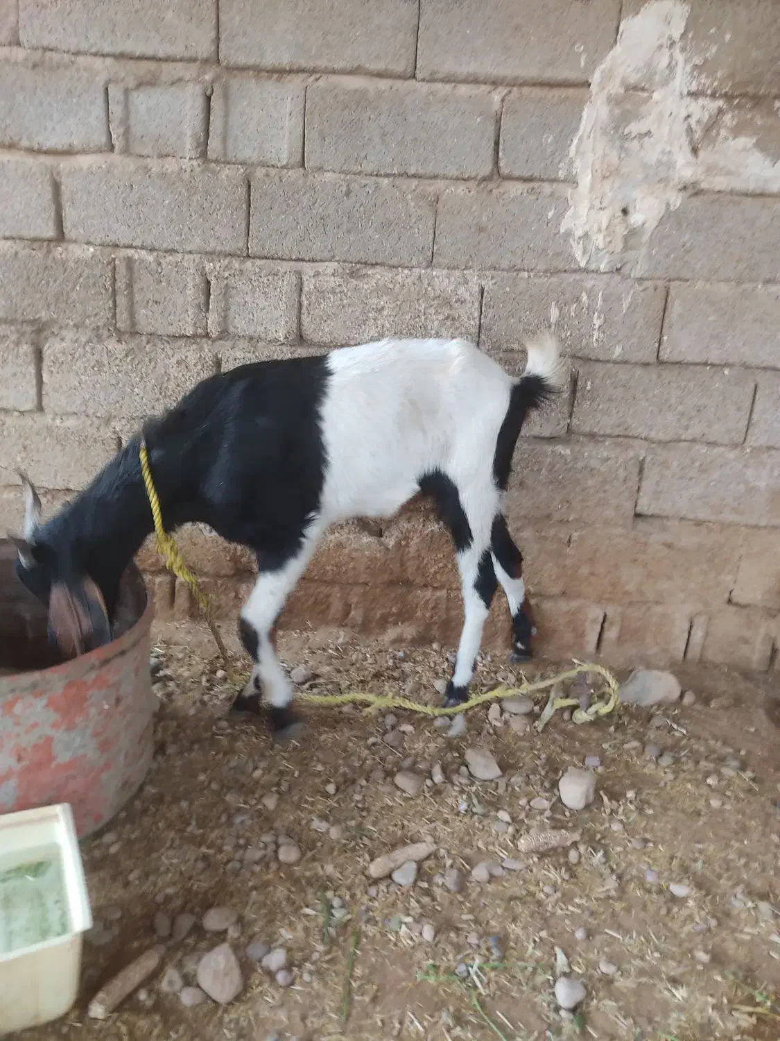 بز افغانی سالم و سرحال|حیوانات مزرعه|شوش, |دیوار