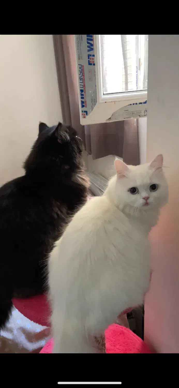 بچه گربه پرشین دال فیس|گربه|محمدشهر, شهرک پیام (مهرالبرز)|دیوار