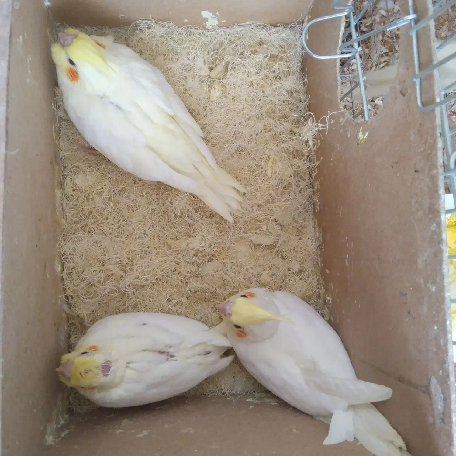 پرنده عروس هلندی|پرنده|بافق, |دیوار