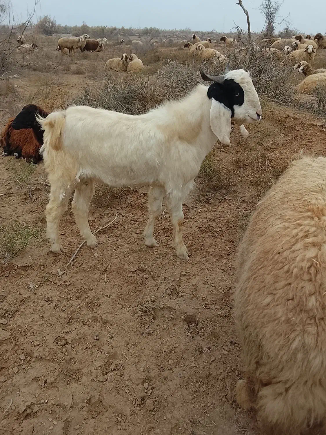 بز نر|حیوانات مزرعه|شوشتر, |دیوار