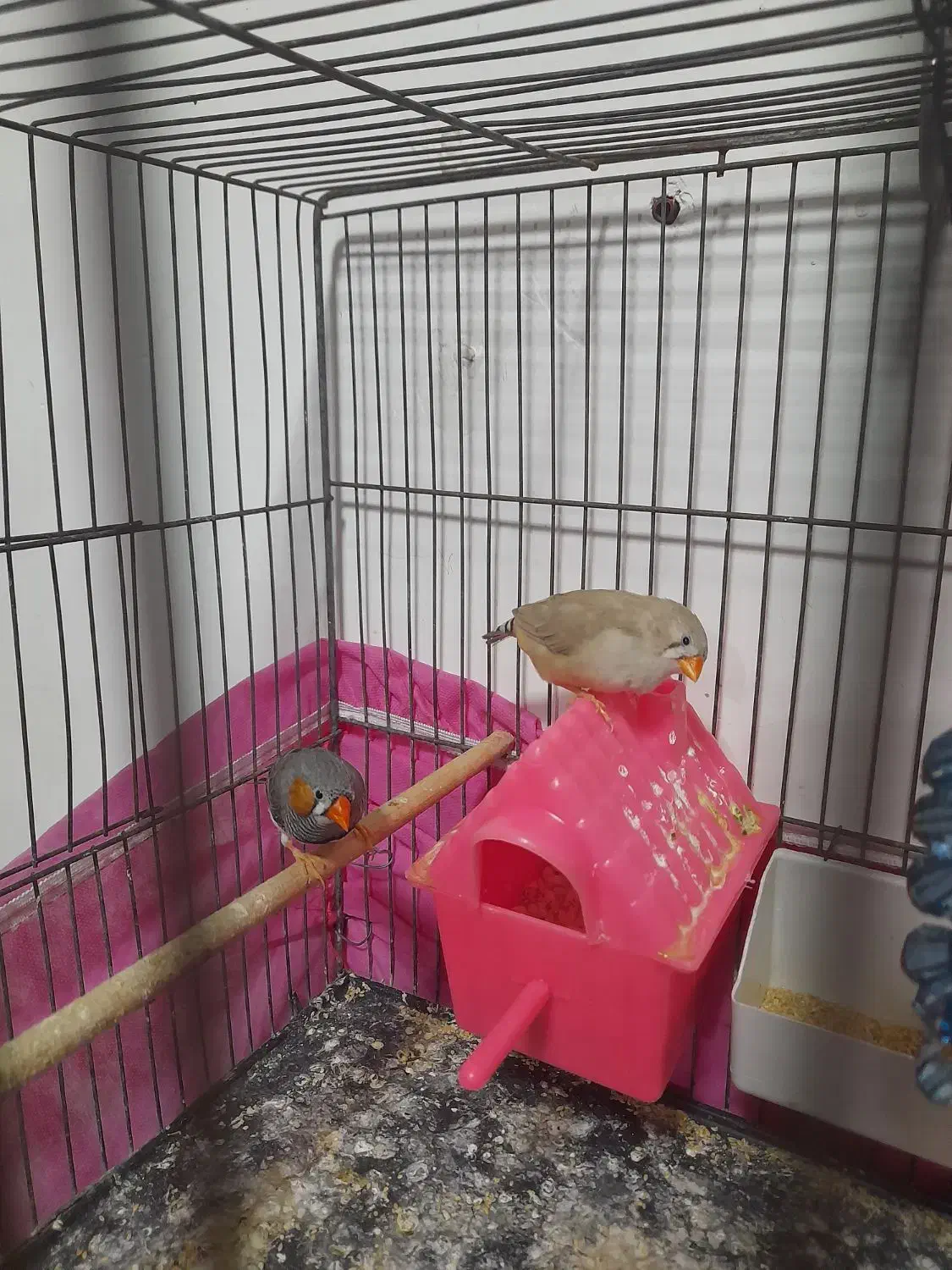 فنچ|پرنده|جوانرود, |دیوار