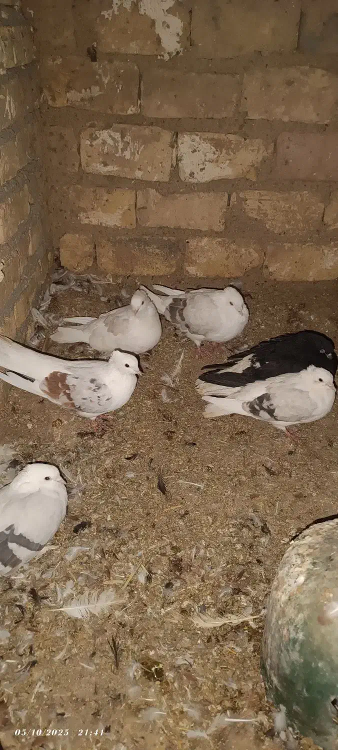 دم سفید و دوکت|پرنده|زنجانرود, |دیوار