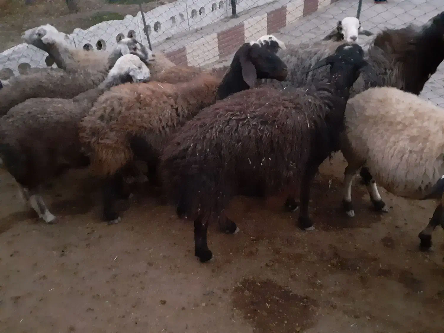 گوسفندای ابستن جوان .|حیوانات مزرعه|بزینه رود, |دیوار