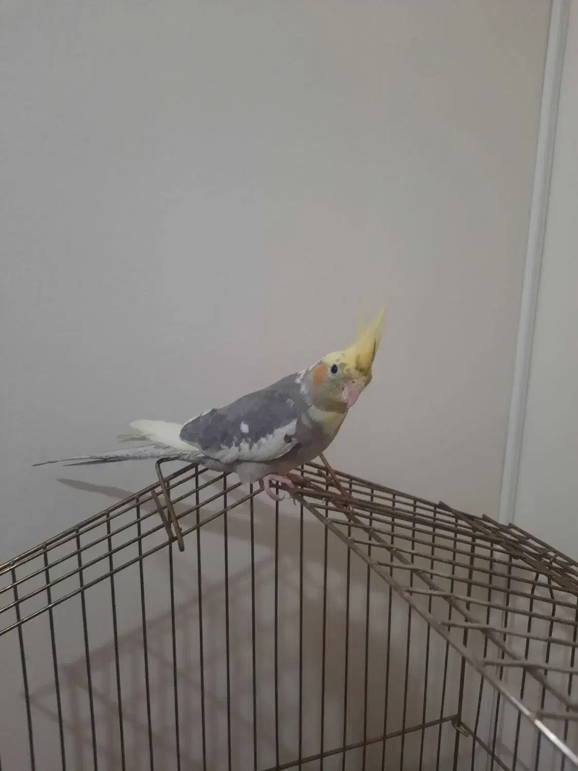 دو عدد عروس هلندی با قفس|پرنده|بومهن, |دیوار