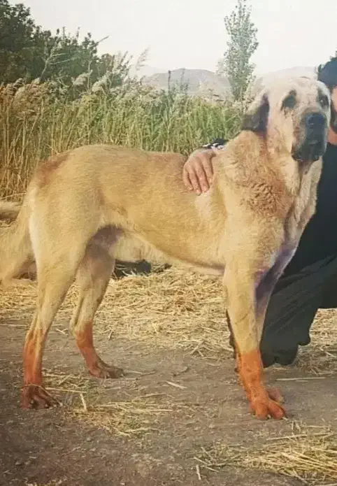 سگ پژدر مفقود|حیوانات|سنندج, |دیوار