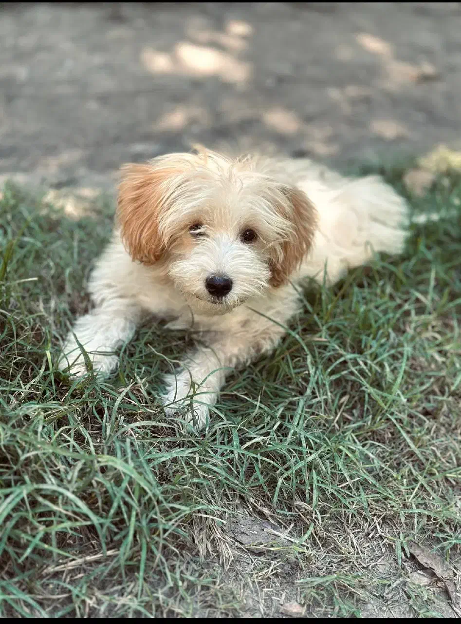 سگ پا کوتاه|سگ|علی‌آباد کتول, |دیوار