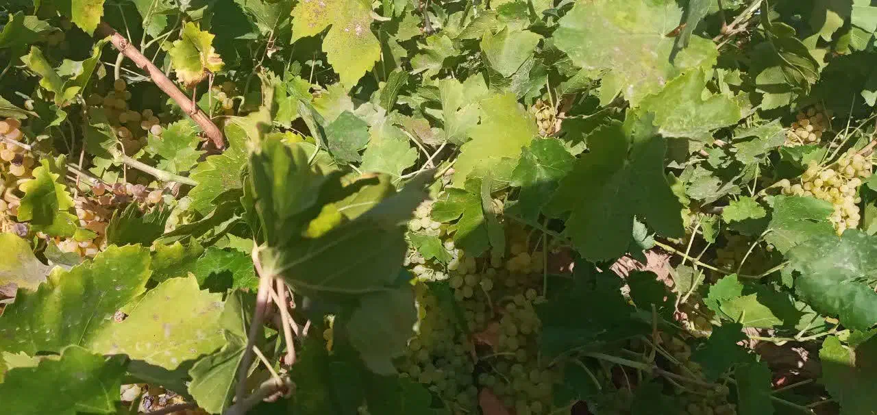 باغ سه هکتاری   نصف باغ انگور و نصف باغ میوه|فروش زمین و ملک کلنگی|باروق, |دیوار