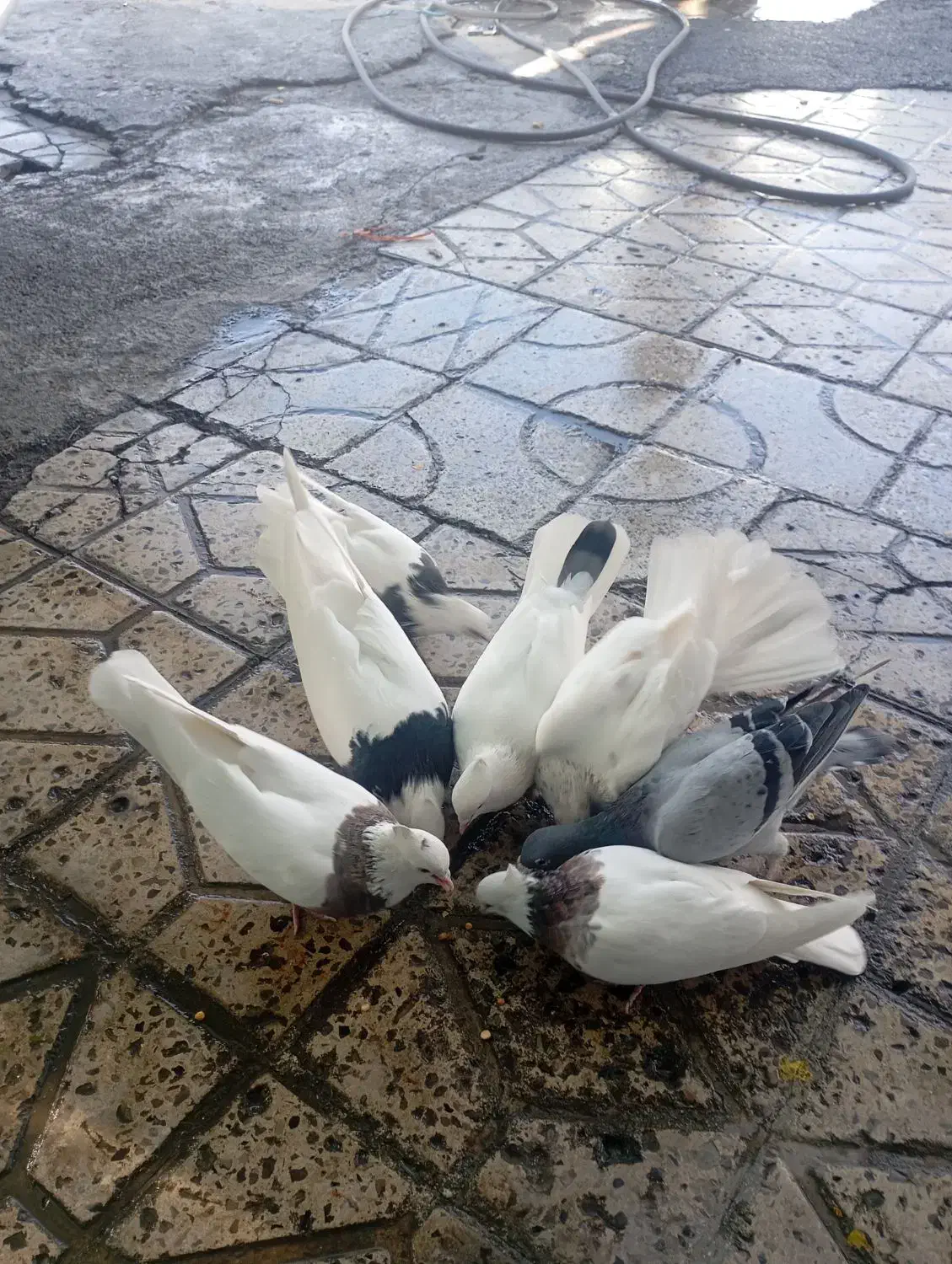 کبوتر|پرنده|دره شهر, |دیوار