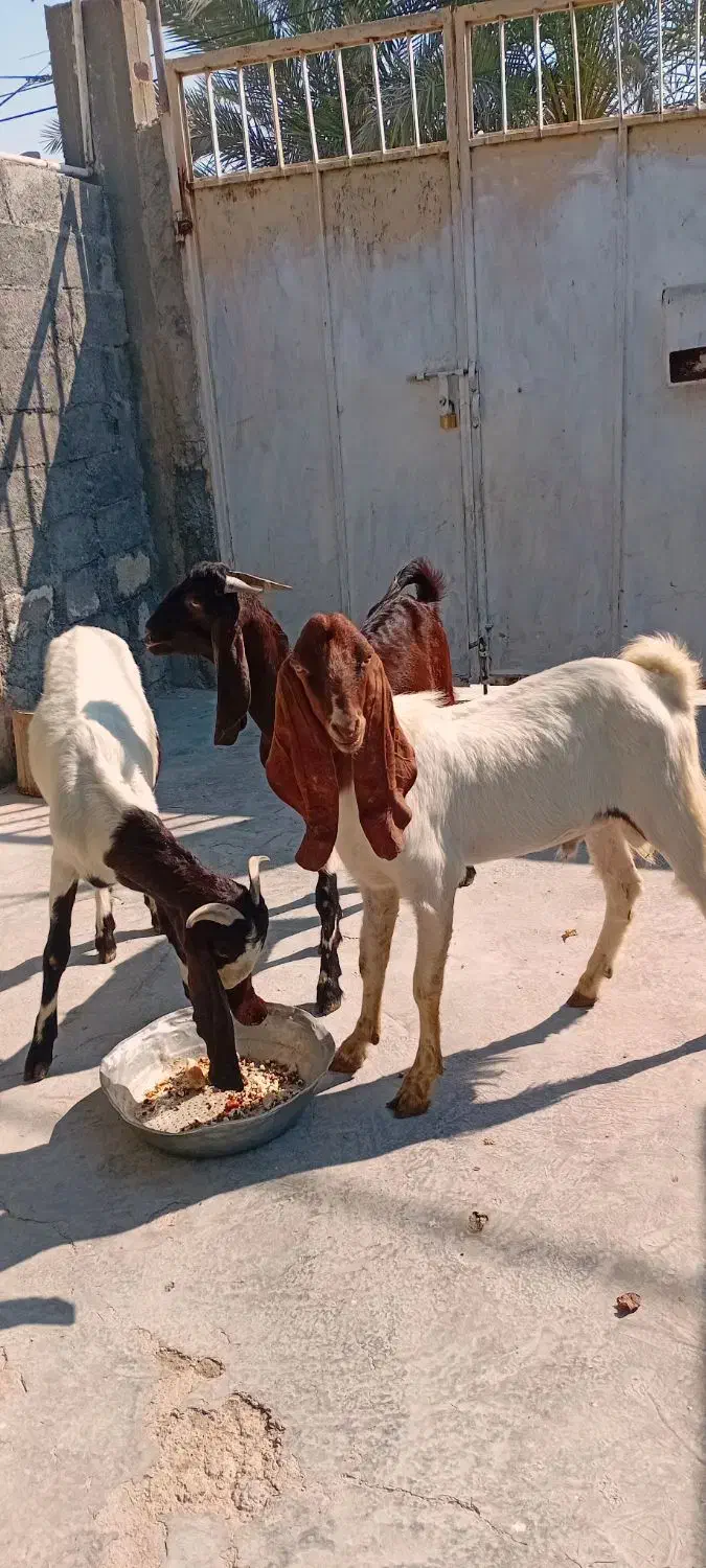 حیوانات به فروش میرسددونه ای ۱۵میلیون|حیوانات مزرعه|گله دار, |دیوار